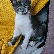 Thïzïry participe au concours pour gagner de l'argent avec cette photo : kitten, cat, gray, white, pet, animal, indoor, couch, blanket, yellow_blanket, purple_throw, fur, whiskers, cute, young_cat, sitting, curious, soft_texture, home, cozy