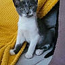 kitten, cat, gray, white, pet, animal, indoor, couch, blanket, yellow_blanket, purple_throw, fur, whiskers, cute, young_cat, sitting, curious, soft_texture, home, cozy