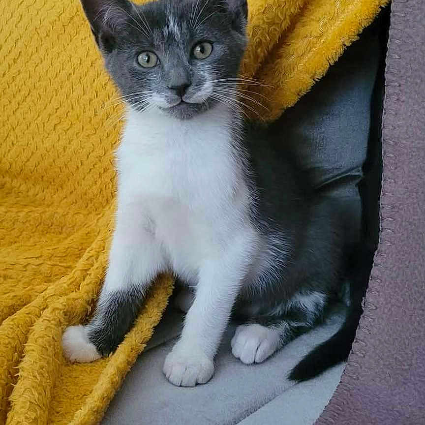 Thïzïry participe au concours pour gagner de l'argent avec cette photo : kitten, cat, gray, white, pet, animal, indoor, couch, blanket, yellow_blanket, purple_throw, fur, whiskers, cute, young_cat, sitting, curious, soft_texture, home, cozy