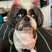 Bella joined the competition — help win amazing prizes! dog, pet, small_dog, shih_tzu, bow, red_bow, groomed, fur, black_and_white, bed, striped_bedspread, indoor, household, curious, cute, animal, companion, portrait, sitting, closeup