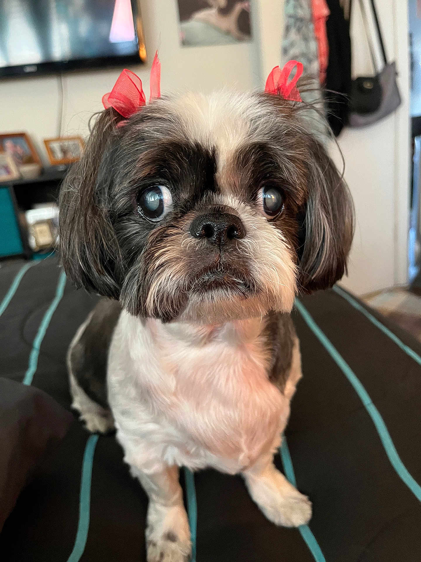 Bella joined the competition — help win amazing prizes! dog, pet, small_dog, shih_tzu, bow, red_bow, groomed, fur, black_and_white, bed, striped_bedspread, indoor, household, curious, cute, animal, companion, portrait, sitting, closeup