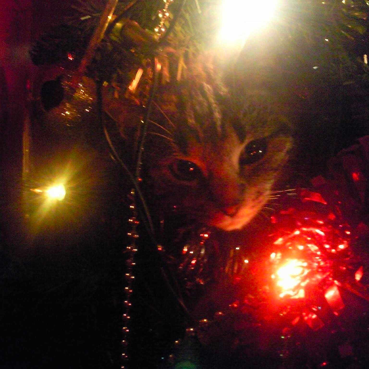 Tilly is registered to the contest to win money with this photo: