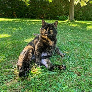 Minounette a rejoint le concours — aidez-le/la à gagner de superbes lots ! animal, cat, daylight, fur, garden, grass, greenery, leaf, mammal, nature, outdoor, pet, playful, relaxed, resting, summer, sunlight, tortoiseshell_cat, tree, wildlife