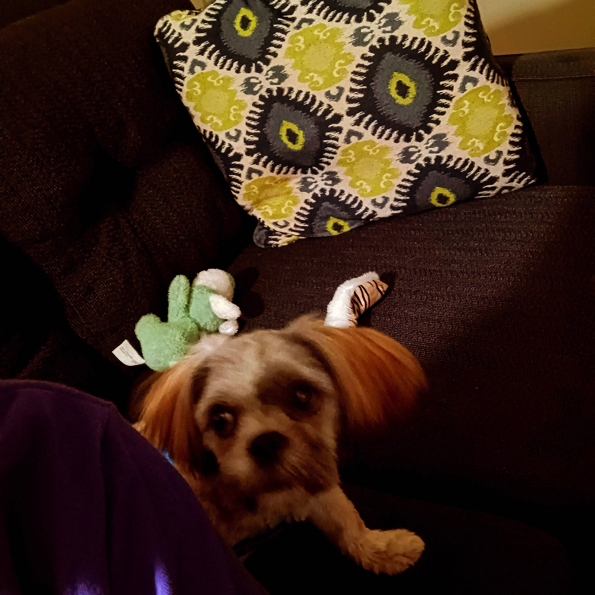 Keilo joined the competition — help win amazing prizes! canidae, carnivore, comfort, companion_dog, couch, dog, dog_breed, dog_supply, fawn, flooring, fur, linens, paw, pet_supply, pillow, sporting_group, throw_pillow, toy_dog, wood, working_animal