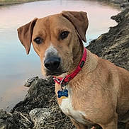 Scout is registered to the contest to win money with this photo: dog, animal, outdoor, river, water, collar, mud, brown_dog, nature, pet, canine, landscape, sky, grass, tag, portrait, earth, curious, muzzle, ears
