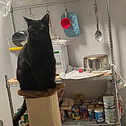 Incus joined the competition — help win amazing prizes! cat, black_cat, pet, animal, sitting, scratching_post, pantry, shelving, canned_food, kitchen, cookware, spoon, measuring_cup, oven_mitt, microwave, storage, indoors, portrait, alert, whiskers
