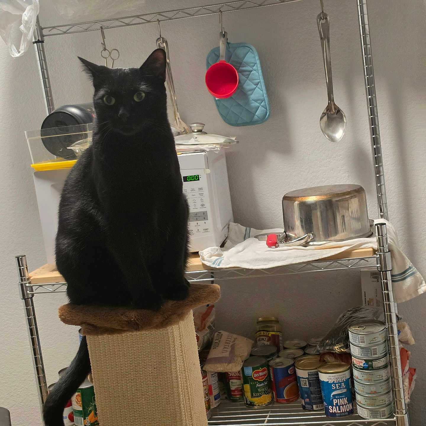 Incus joined the competition — help win amazing prizes! cat, black_cat, pet, animal, sitting, scratching_post, pantry, shelving, canned_food, kitchen, cookware, spoon, measuring_cup, oven_mitt, microwave, storage, indoors, portrait, alert, whiskers