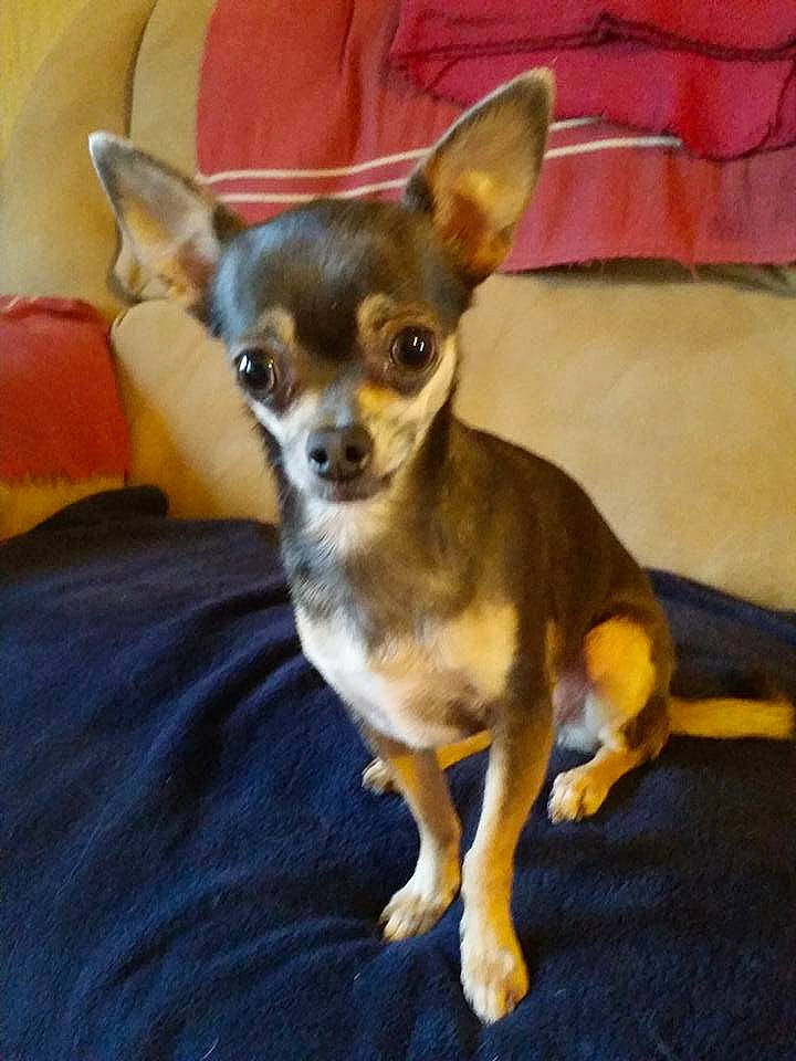 Bindi joined the competition — help win amazing prizes! canidae, carnivore, chihuahua, companion_dog, corgi_chihuahua, dog, dog_breed, ear, english_toy_terrier, fawn, mammal, miniature_fox_terrier, prazsky_krysarik, puppy, russkiy_toy, snout, sporting_group, toy_dog, vertebrate, whiskers