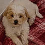 puppy, dog, pet, fluffy, cute, lying_down, blanket, indoor, young, fur, small_dog, collar, resting, cozy, animal, adorable, companion, domestic_animal, cute_pet, relaxed