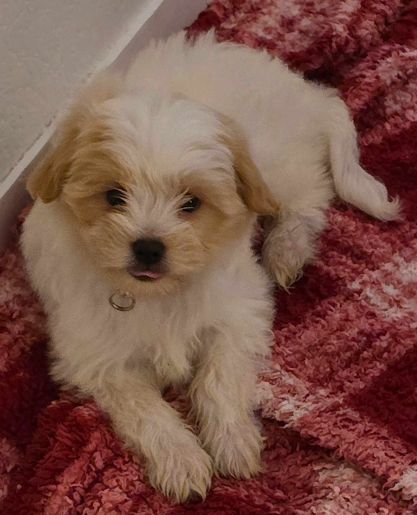 Alaska participe au concours pour gagner de l'argent avec cette photo : puppy, dog, pet, fluffy, cute, lying_down, blanket, indoor, young, fur, small_dog, collar, resting, cozy, animal, adorable, companion, domestic_animal, cute_pet, relaxed