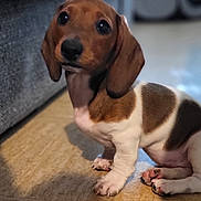Romi a rejoint le concours — aidez-le/la à gagner de superbes lots ! animal, couch, cute, dachshund, dog, domestic_animal, ears, floor, fur, glass, gray, indoor, light, looking_up, pet, puppy, shadow, sitting, small, wooden_floor
