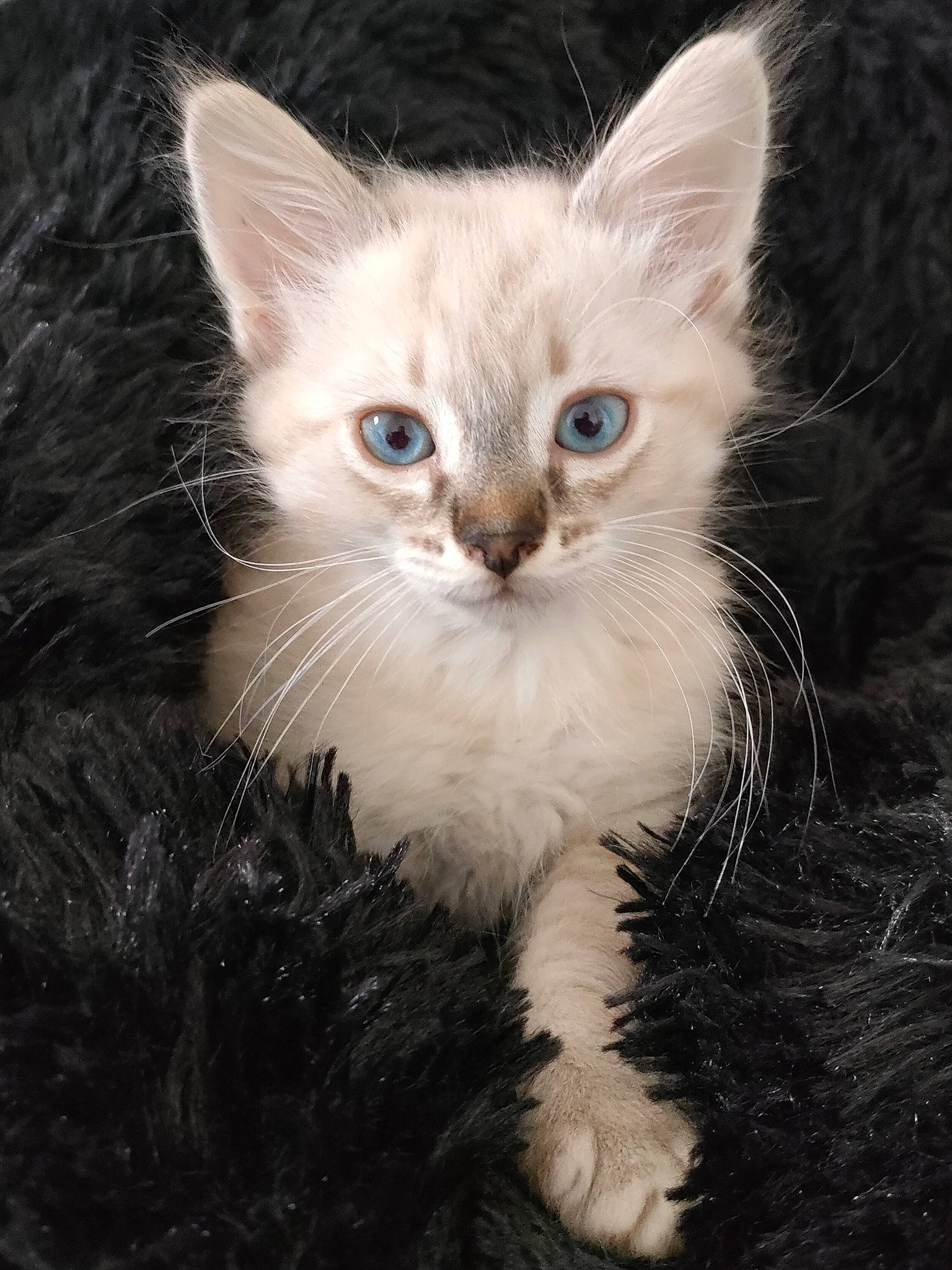 Orion participe au concours pour gagner de l'argent avec cette photo : birman, carnivore, cat, claw, domestic_short_haired_cat, eye, fawn, felidae, fur, grass, head, hemp, paw, photo_caption, sitting, small_to_medium_sized_cats, snout, tail, terrestrial_animal, whiskers