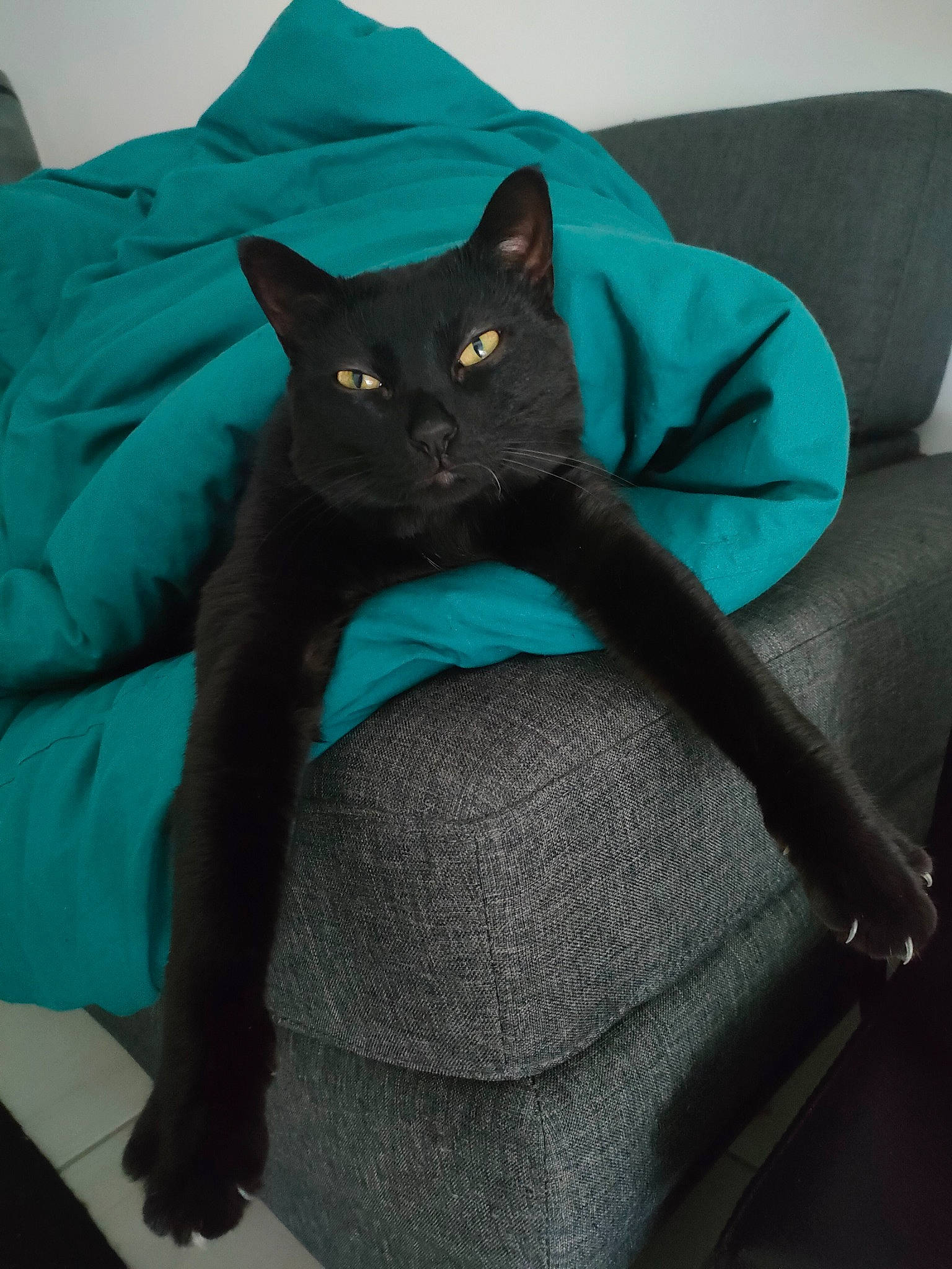 Alpha participe au concours pour gagner de l'argent avec cette photo : azure, bag, black_cat, bombay, carnivore, cat, comfort, domestic_short_haired_cat, electric_blue, felidae, fur, grey, linens, room, sitting, small_to_medium_sized_cats, tail, whiskers