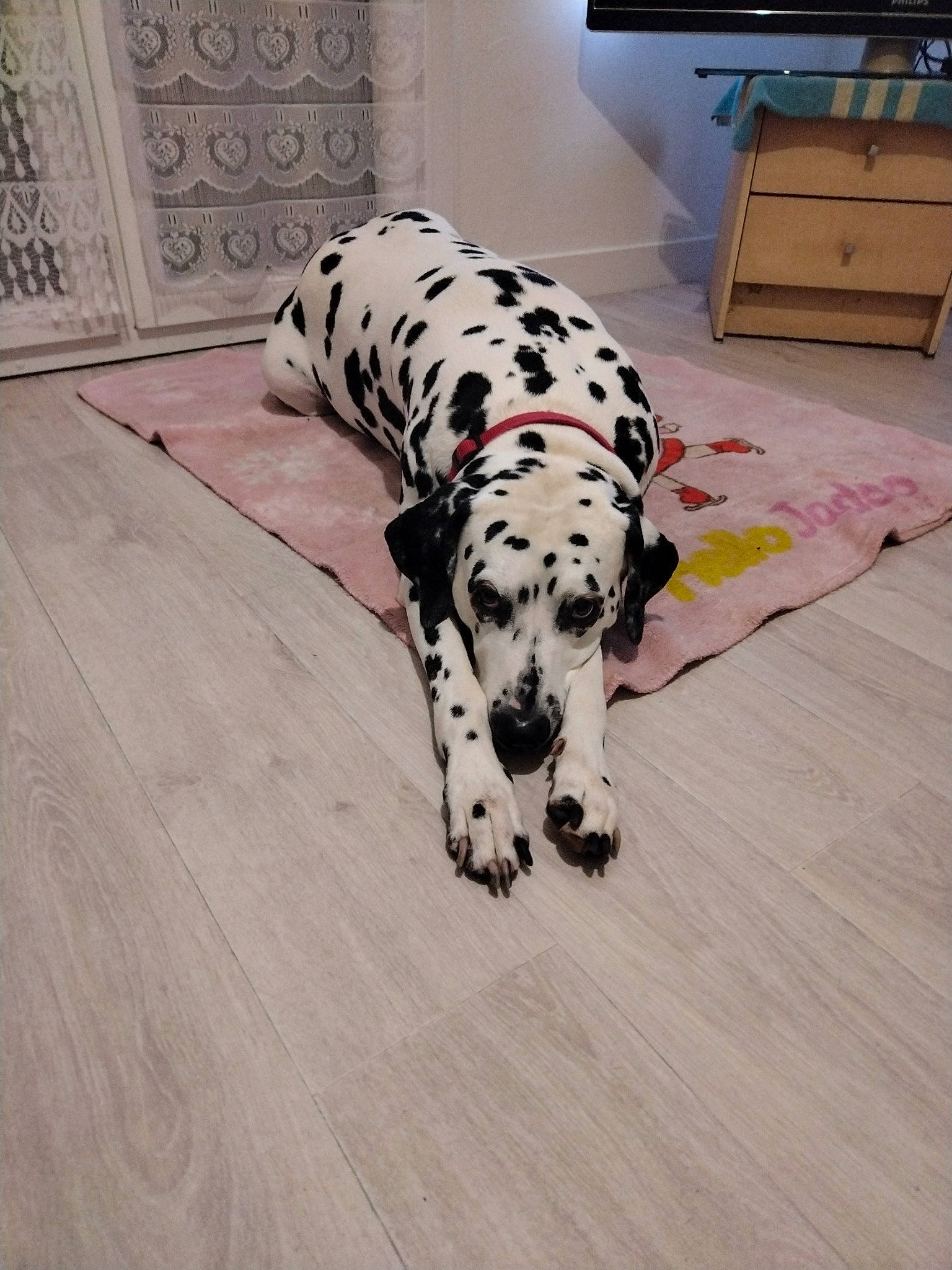 Djamsy a rejoint le concours — aidez-le/la à gagner de superbes lots ! cabinetry, carnivore, chest, chest_of_drawers, comfort, companion_dog, dalmatian, dog, dog_breed, dog_supply, drawer, dresser, floor, flooring, hardwood, snout, sporting_group, television, wood, working_animal