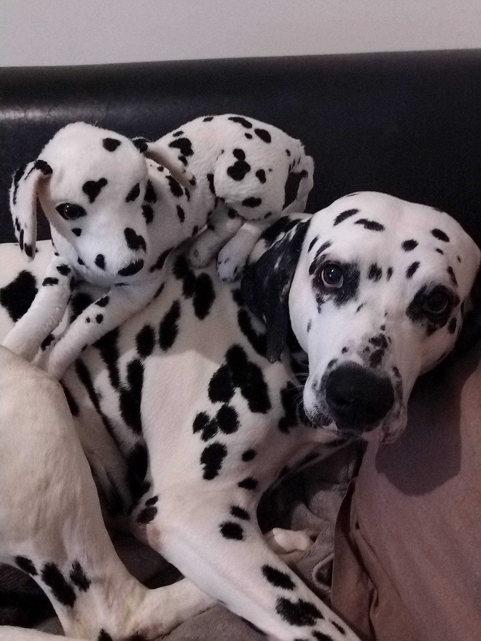 Djamsy participe au concours pour gagner de l'argent avec cette photo : canidae, carnivore, companion_dog, dalmatian, dog, dog_breed, ingredient, monochrome_photography, non_sporting_group, pattern, snout, sporting_group, terrestrial_animal, working_animal