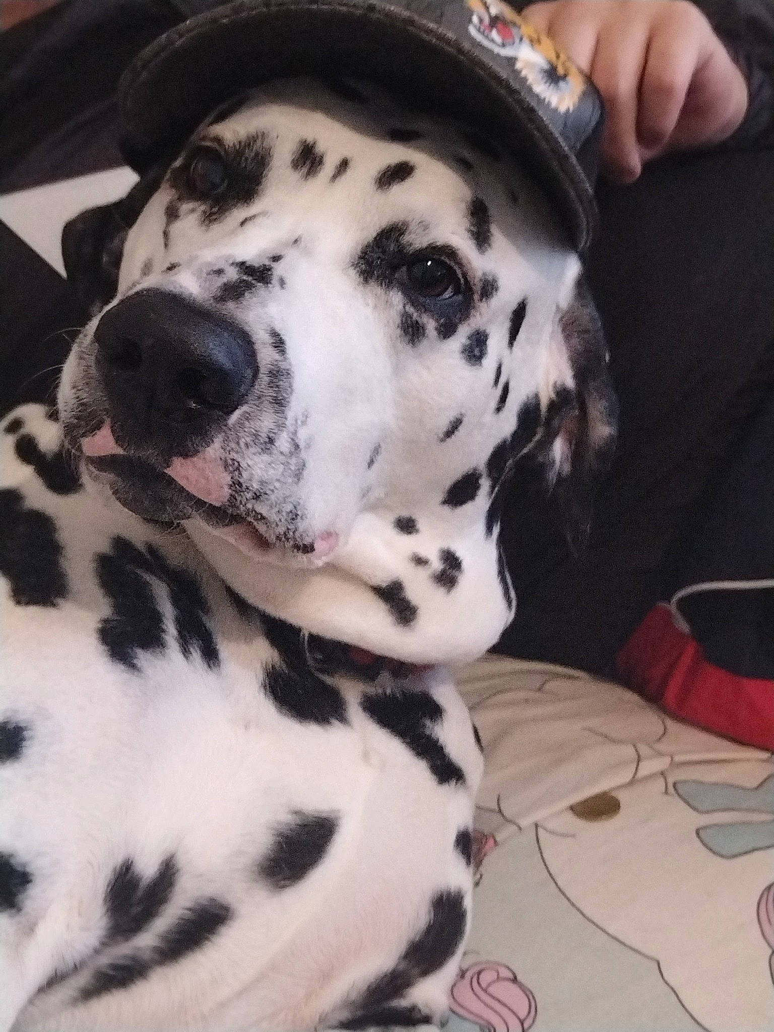 Djamsy participe au concours pour gagner de l'argent avec cette photo : canidae, carnivore, companion_dog, dalmatian, dog, dog_breed, fawn, fur, non_sporting_group, snout, sporting_group, whiskers, working_animal, wrist