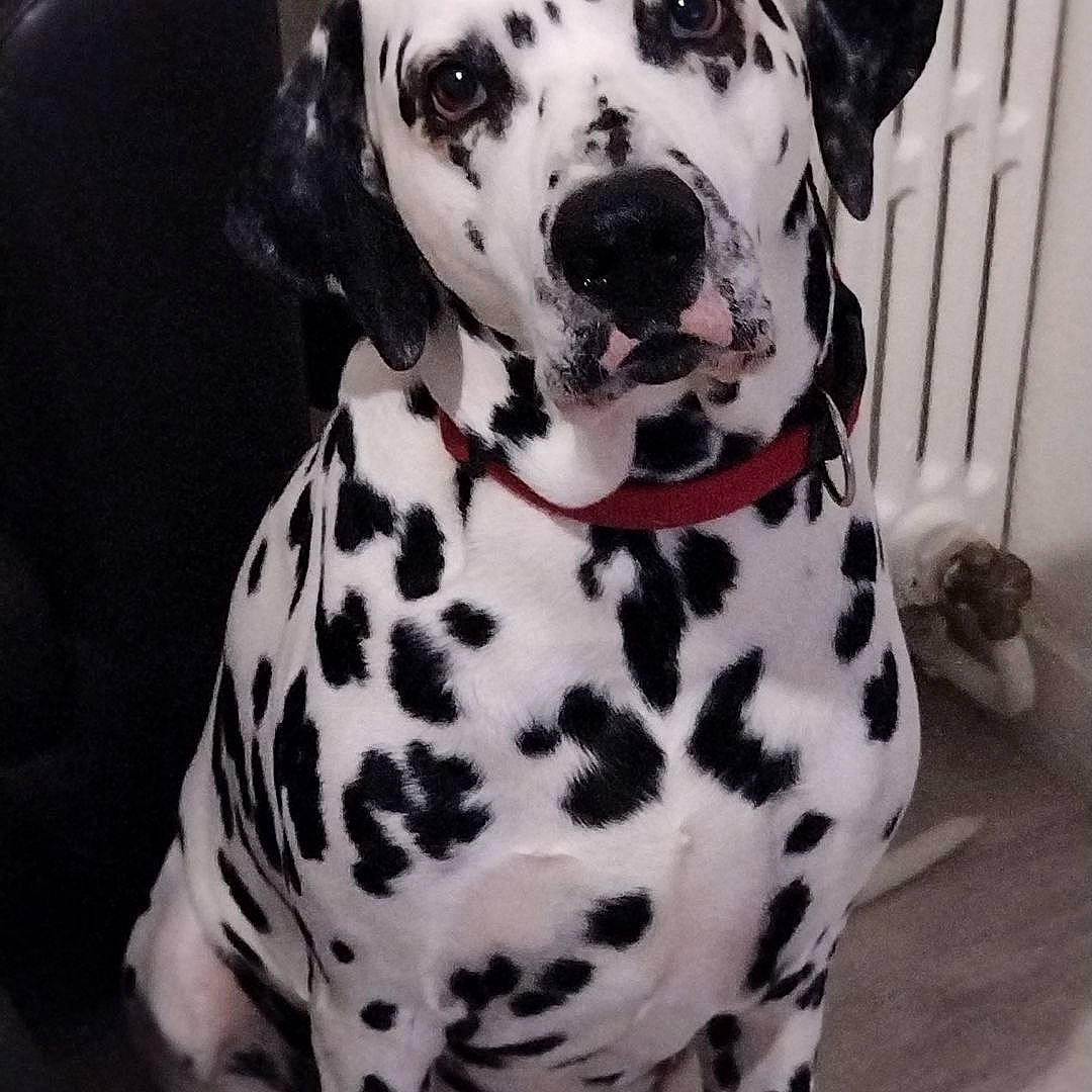 Djamsy a rejoint le concours — aidez-le/la à gagner de superbes lots ! black, canidae, carnivore, collar, companion_dog, dalmatian, dog, dog_breed, dog_collar, event, fawn, fur, great_dane, monochrome_photography, non_sporting_group, pattern, snout, sporting_group, white, working_animal