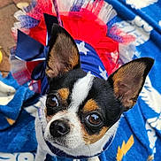 Hunny joined the competition — help win amazing prizes! dog, small_dog, chihuahua, costume, tutu, red, white, blue, blanket, patterned_blanket, ears, pet, cute, animal, outdoor, leash, face, fur, eyes, nose