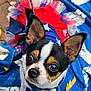 dog, small_dog, chihuahua, costume, tutu, red, white, blue, blanket, patterned_blanket, ears, pet, cute, animal, outdoor, leash, face, fur, eyes, nose