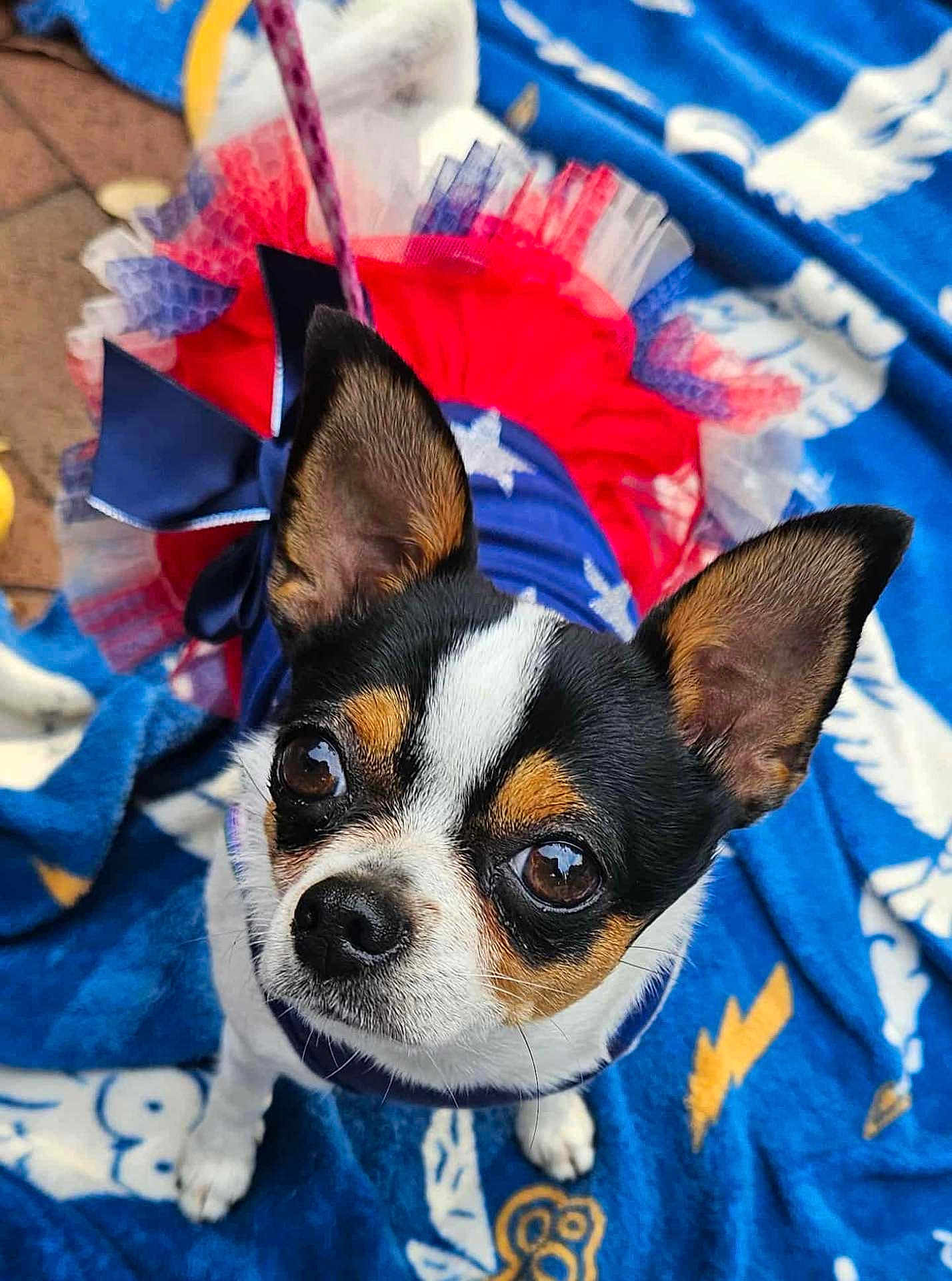 Hunny joined the competition — help win amazing prizes! dog, small_dog, chihuahua, costume, tutu, red, white, blue, blanket, patterned_blanket, ears, pet, cute, animal, outdoor, leash, face, fur, eyes, nose