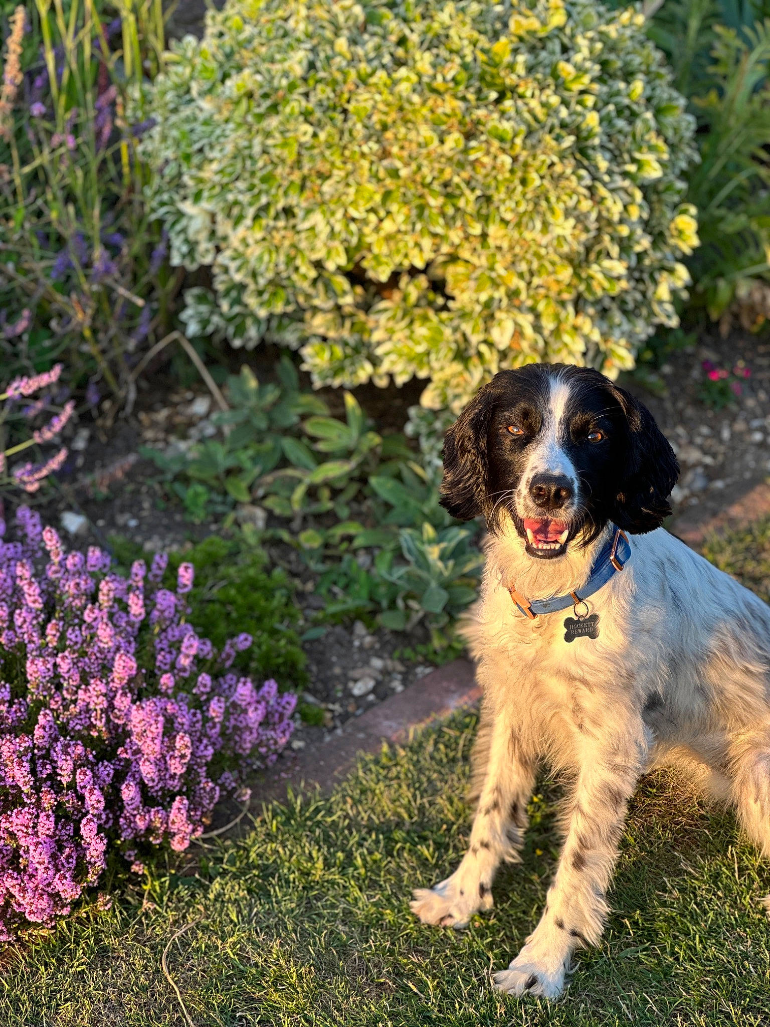 Joan joined the competition — help win amazing prizes! annual_plant, canidae, carnivore, companion_dog, dog, dog_breed, flower, flowering_plant, garden, grass, groundcover, gun_dog, herbaceous_plant, landseer, plant, shrub, spaniel, sporting_group, tree, working_dog