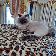 Zsa Zsa is registered to the contest to win money with this photo: animal, blanket, blue_eyes, cat, curtains, decor, fluffy, fur, furniture, gold_trim, houseplant, indoor, leopard_print, lion_cut, luxury, pet, portrait, relaxed, table, window
