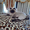 animal, blanket, blue_eyes, cat, curtains, decor, fluffy, fur, furniture, gold_trim, houseplant, indoor, leopard_print, lion_cut, luxury, pet, portrait, relaxed, table, window