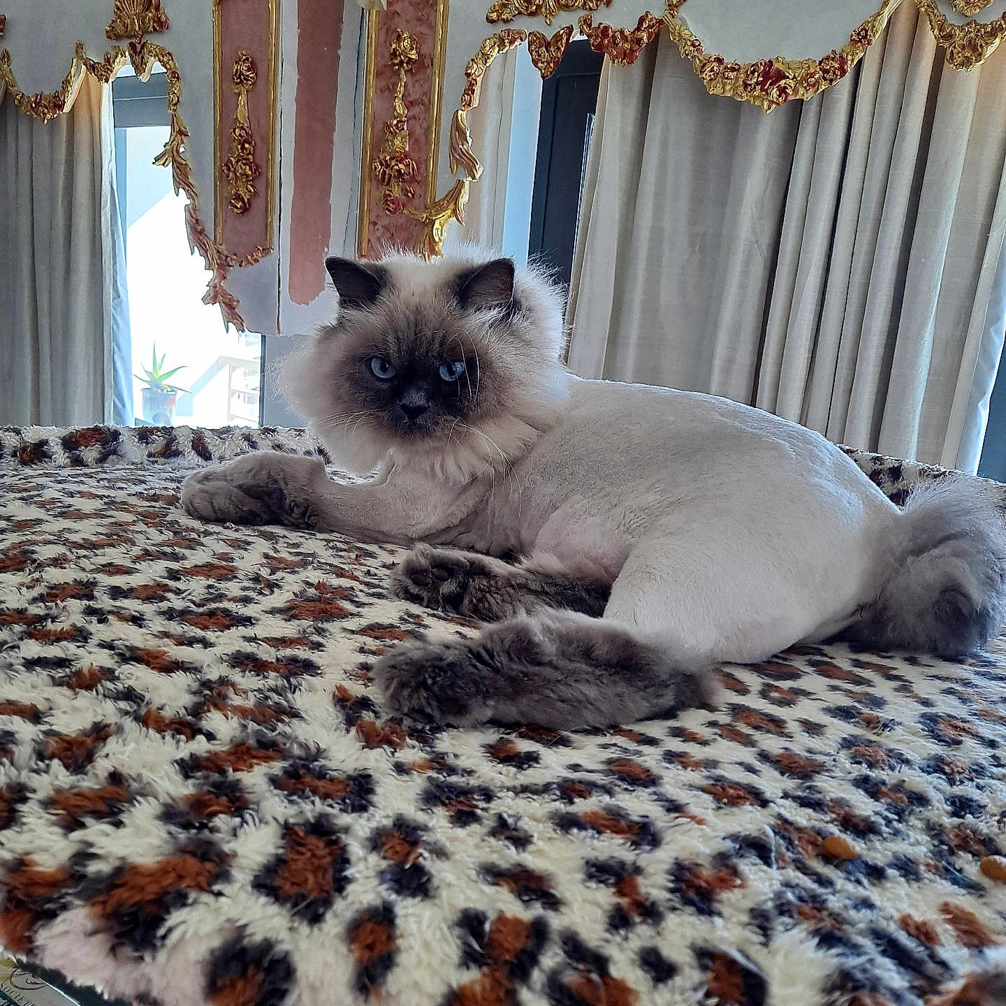 Zsa Zsa