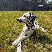 Cc The Dalmatian joined the competition — help win amazing prizes! animal, backyard, barbecue, black_spots, canine, collar, crossed_paws, dalmatian, dog, fence, grass, lying_down, nature, outdoor, peaceful, pet, puppy, summer, sunlight, white_fur