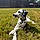 Cc The Dalmatian