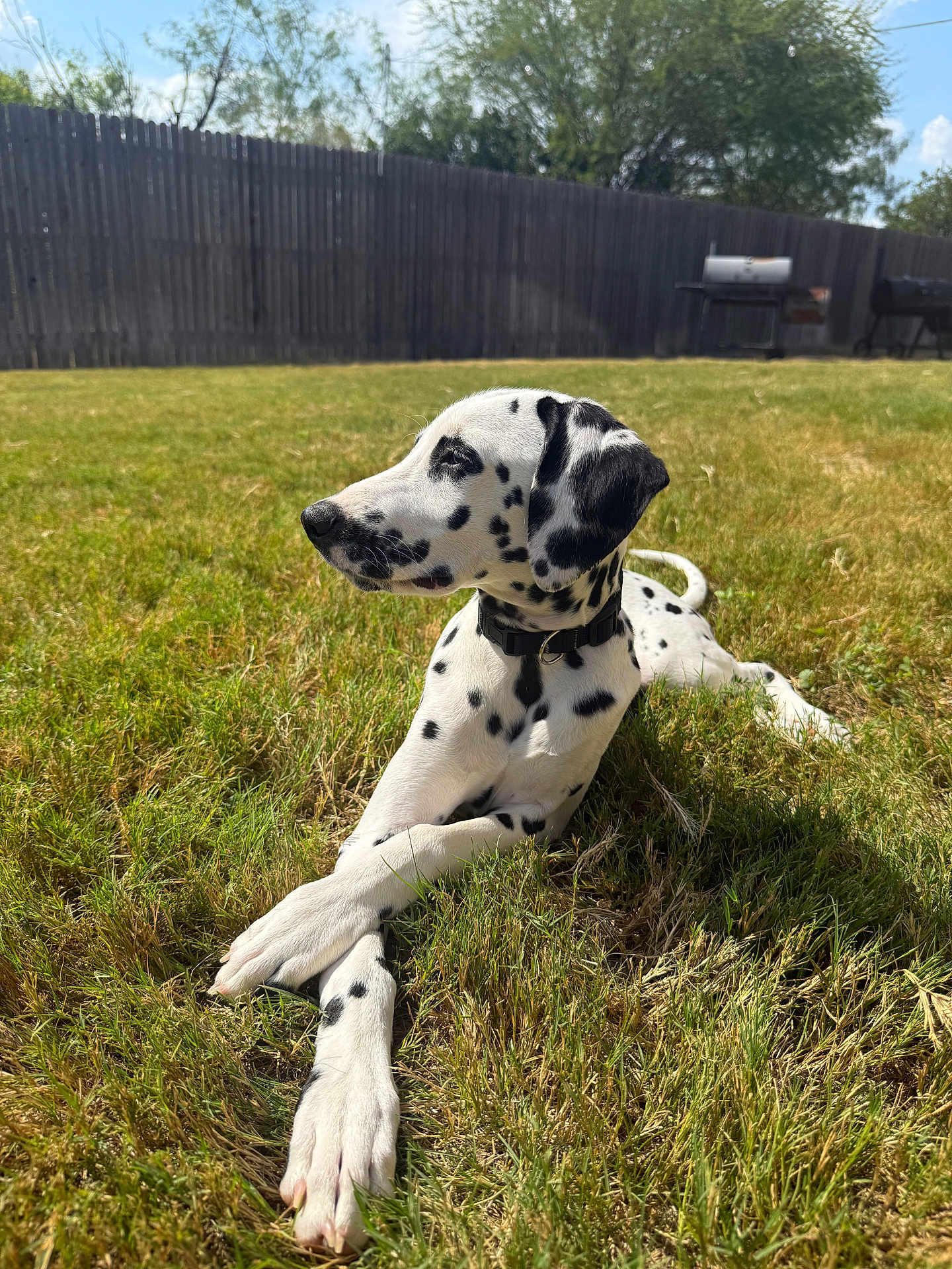 Cc The Dalmatian