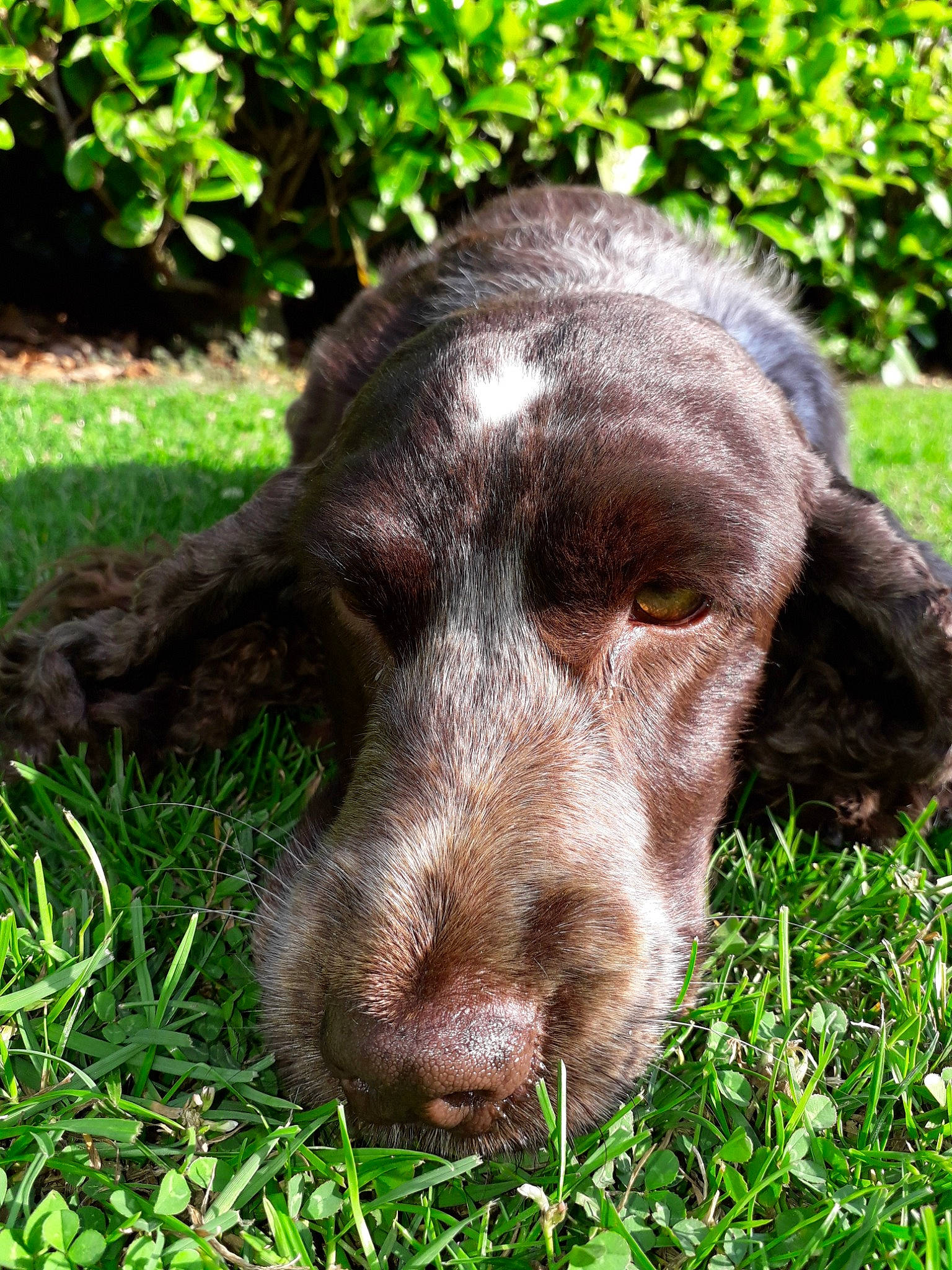 Isie a rejoint le concours — aidez-le/la à gagner de superbes lots ! blue_picardy_spaniel, boykin_spaniel, canidae, carnivore, cocker_spaniel, dog, dog_breed, field_spaniel, french_spaniel, german_longhaired_pointer, german_spaniel, grass, liver, mammal, picardy_spaniel, small_munsterlander, snout, spaniel, sporting_group, vertebrate