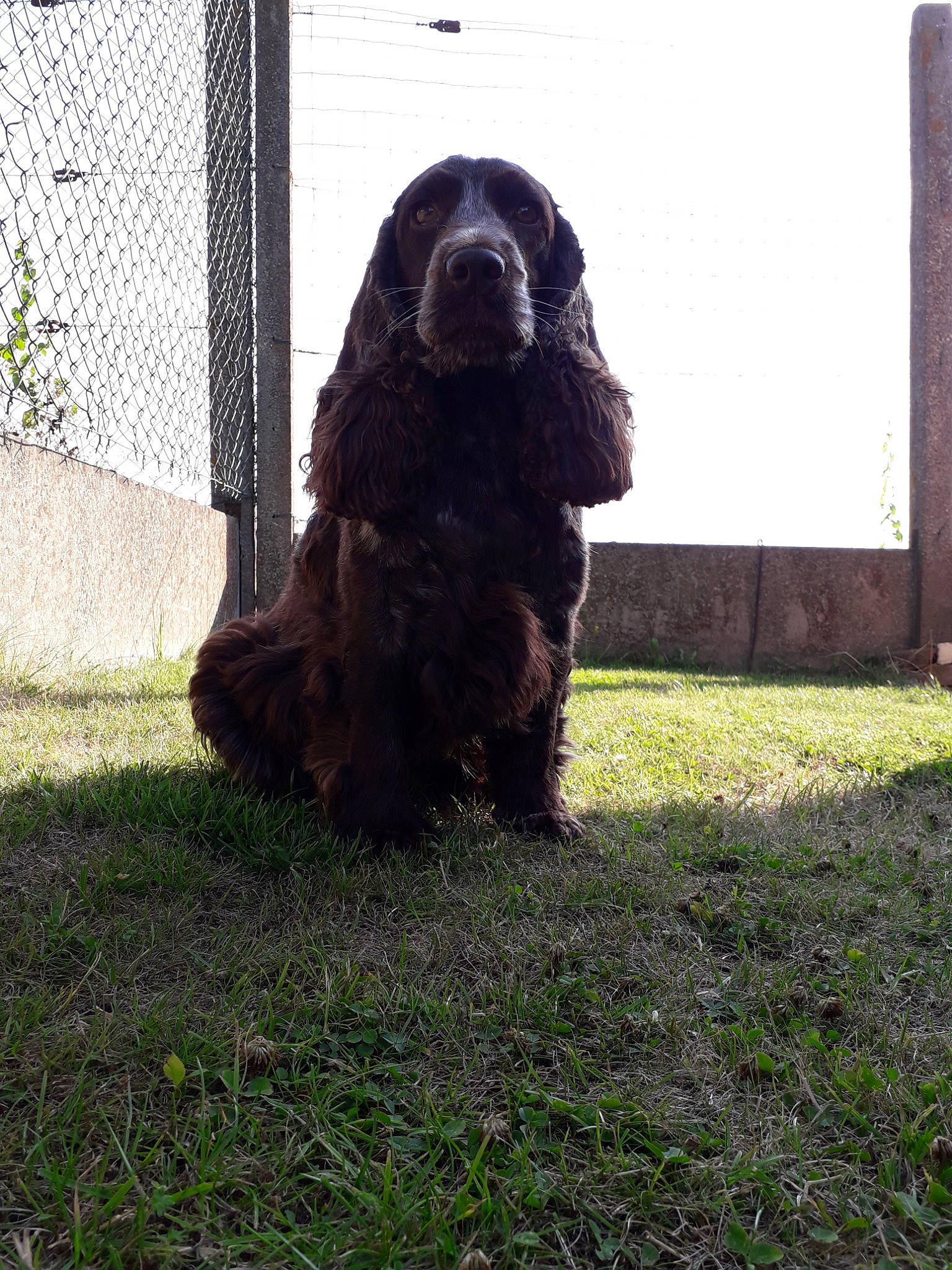 Isie a rejoint le concours — aidez-le/la à gagner de superbes lots ! american_cocker_spaniel, american_water_spaniel, boykin_spaniel, canidae, carnivore, cocker_spaniel, companion_dog, dog, dog_breed, english_cocker_spaniel, field_spaniel, german_spaniel, grass, mammal, rare_breed_dog, russian_spaniel, spaniel, sporting_group, sussex_spaniel, vertebrate