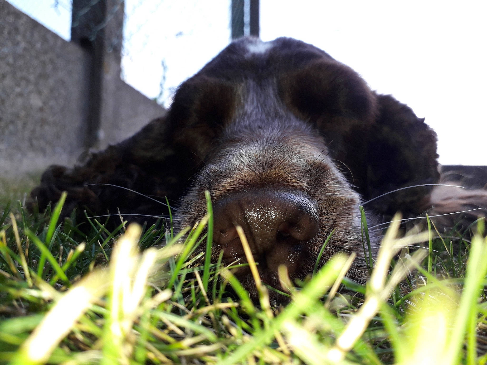 Isie a rejoint le concours — aidez-le/la à gagner de superbes lots ! canidae, carnivore, dog, dog_breed, grass, labrador_retriever, plant, retriever, snout, spaniel, sporting_group