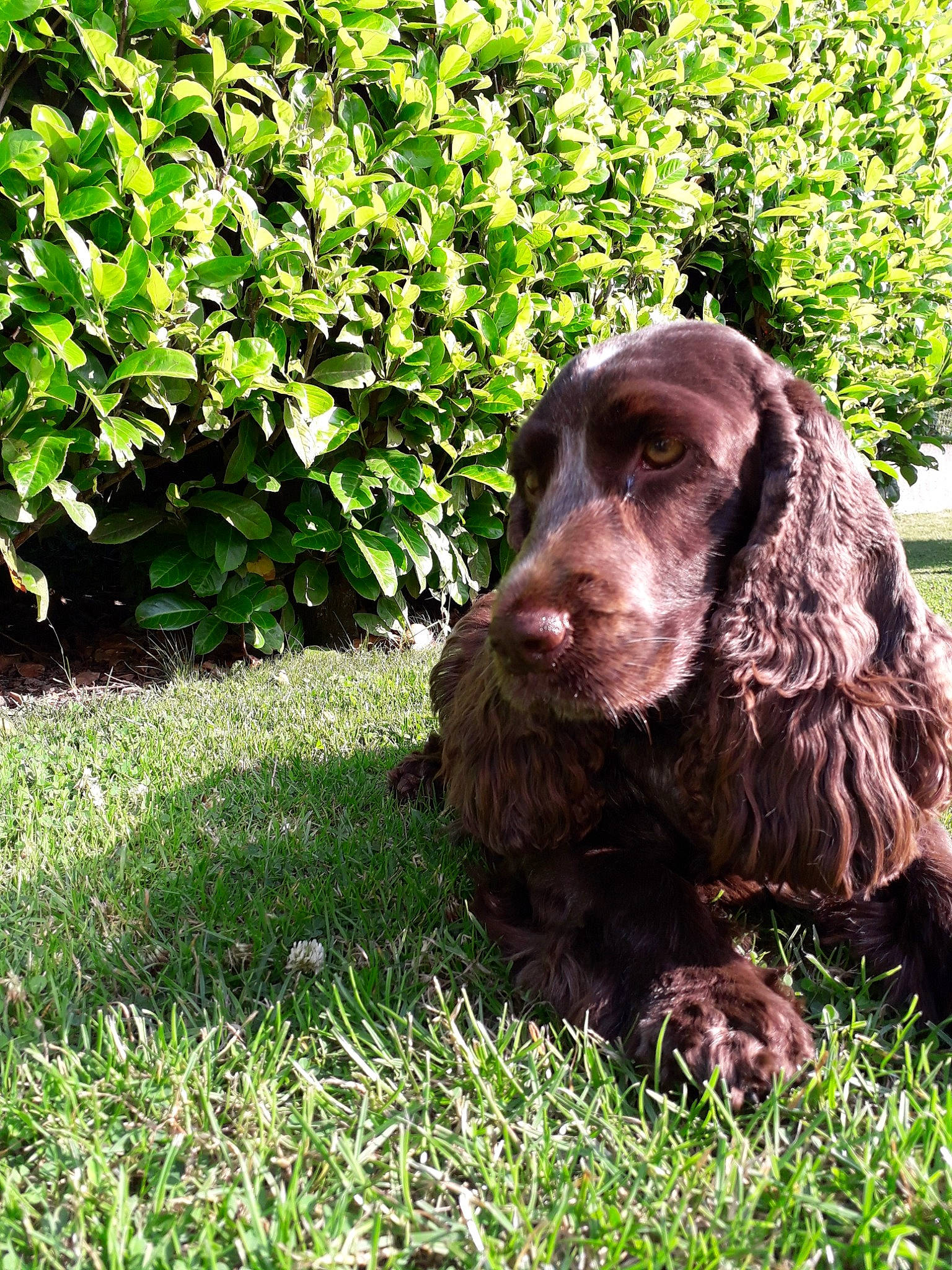Isie participe au concours pour gagner de l'argent avec cette photo : american_cocker_spaniel, american_water_spaniel, boykin_spaniel, canidae, carnivore, cocker_spaniel, dog, dog_breed, english_cocker_spaniel, field_spaniel, german_spaniel, grass, mammal, picardy_spaniel, pont_audemer_spaniel, russian_spaniel, spaniel, sporting_group, sussex_spaniel, vertebrate