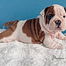 Albert a rejoint le concours — aidez-le/la à gagner de superbes lots ! adorable, animal, blue_background, brown_spots, bulldog, companion, cute, dog, fluffy, fur, indoor, laying_down, pet, portrait, puppy, resting, small, white_blanket, wrinkles, young