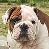 animal, brown, bulldog, calm, close_up, companion, cute, dog, ears, face, friendly, grass, mammal, outdoor, pet, portrait, puppy, white, wrinkles, young