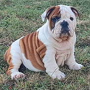Albert participe au concours pour gagner de l'argent avec cette photo : adorable, animal, brown_and_white, bulldog, cute, dog, eyes, fur, grass, mammal, nature, nose, outdoor, pet, playful, portrait, puppy, sitting, wrinkles, young