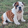 adorable, animal, brown_and_white, bulldog, cute, dog, eyes, fur, grass, mammal, nature, nose, outdoor, pet, playful, portrait, puppy, sitting, wrinkles, young