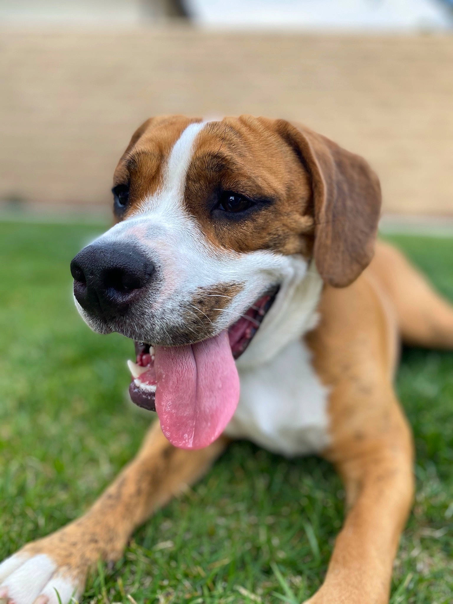 Crash is registered to the contest to win money with this photo: ancient_dog_breeds, canidae, carnivore, collar, companion_dog, dog, dog_breed, fawn, grass, hound, hunting_dog, liver, plant, scent_hound, snout, sporting_group, whiskers, working_animal, working_dog