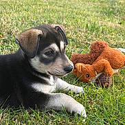 Blue a rejoint le concours — aidez-le/la à gagner de superbes lots ! puppy, dog, grass, outdoor, toy, stuffed_animal, squirrel_toy, pet, animal, cute, young_dog, nature, daylight, greenery, playing, relaxing, fur, small_dog, companionship, summer