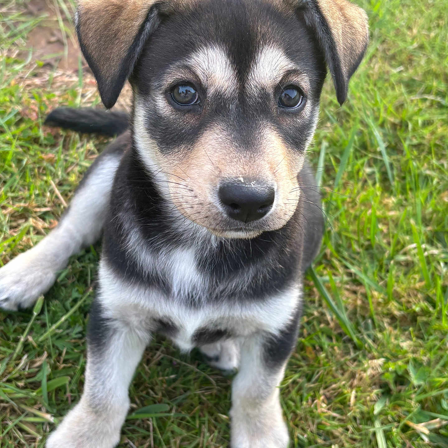 Blue a rejoint le concours — aidez-le/la à gagner de superbes lots ! puppy, dog, grass, outdoor, pet, animal, young, fur, ears, eyes, cute, nature, mammal, sitting, closeup, black, brown, white, portrait, adorable