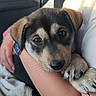 Blue a rejoint le concours — aidez-le/la à gagner de superbes lots ! puppy, dog, pet, animal, cute, arms, person, human, car, seat, blanket, watch, fur, closeup, portrait, young, snuggle, companion, adorable, cuddle