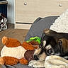 Blue participe au concours pour gagner de l'argent avec cette photo : puppy, dog, stuffed_toy, blanket, couch, indoor, furniture, wooden_floor, soft_toy, brown, black, cream, cozy, cute, pet, resting, closeup, nose, ears, pillow