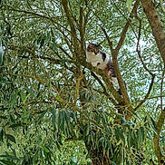 Rosy participe au concours pour gagner de l'argent avec cette photo : cat, tree, branches, leaves, nature, outdoor, fur, animal, greenery, wildlife, pet, curious, perched, daylight, trunk, garden, plant, moss, sky, relaxing