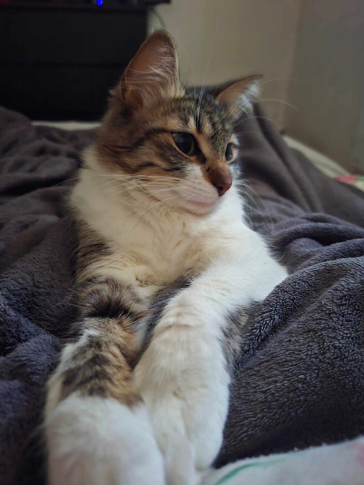 Rosy participe au concours pour gagner de l'argent avec cette photo : cat, tabby, feline, pet, animal, fur, whiskers, paws, blanket, cozy, indoor, resting, cute, soft, relaxed, sleepy, portrait, closeup, home, comfort