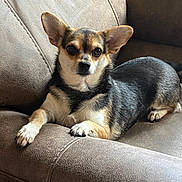 Sweet Pea is registered to the contest to win money with this photo: dog, chihuahua, pet, animal, indoor, couch, furniture, brown, relaxed, alert, ears, fur, paw, looking, laying, small_dog, companion, cute, domestic, portrait