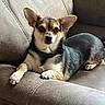 dog, chihuahua, pet, animal, indoor, couch, furniture, brown, relaxed, alert, ears, fur, paw, looking, laying, small_dog, companion, cute, domestic, portrait