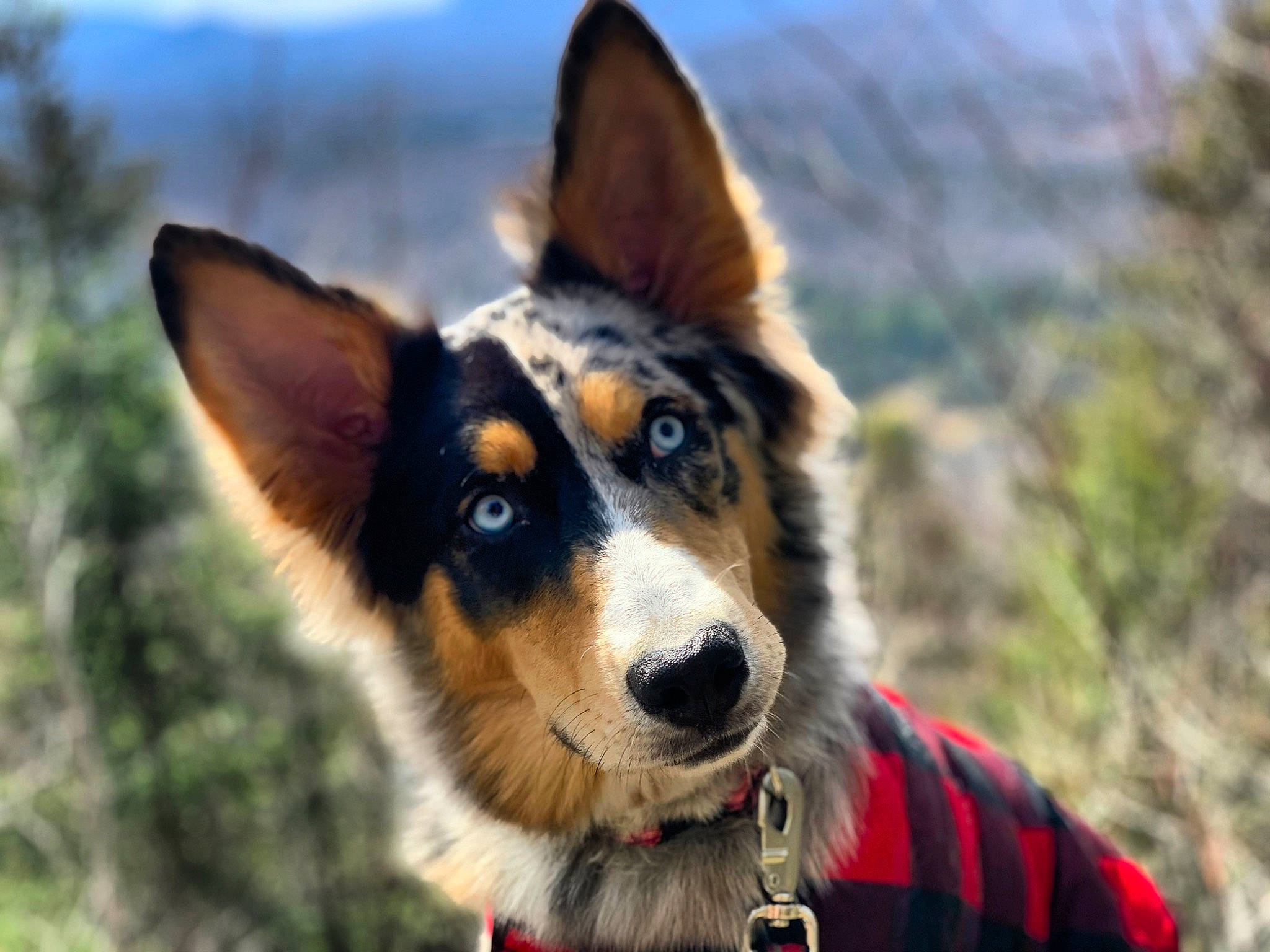 Jade joined the competition — help win amazing prizes! australian_collie, australian_kelpie, australian_shepherd, canidae, cardigan_welsh_corgi, carnivore, companion_dog, dog, dog_breed, english_shepherd, herding_dog, koolie, mammal, snout, vertebrate, welsh_sheepdog, working_dog