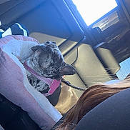 Misty is registered to the contest to win money with this photo: animal, backseat, brindle, canine, car_interior, collar, comfort, daylight, dog, domestic_animal, leash, pet_bed, relaxation, resting, seat, seatbelt, side_view, sunlight, travel, window